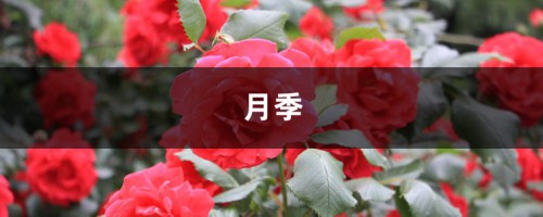 月季盆里撒点它，月月花开爆，根本停不下来！