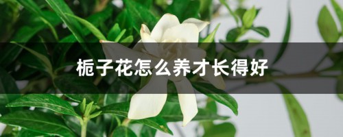 栀子花怎么养才长得好