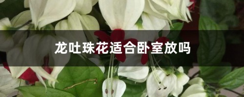 龙吐珠花适合卧室放吗