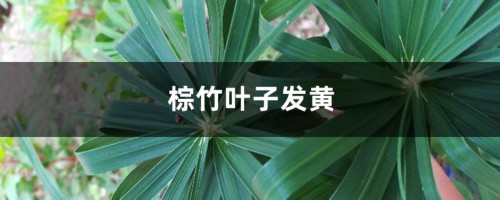 棕竹黄叶的原因和处理办法