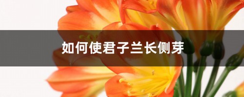 如何使君子兰长侧芽