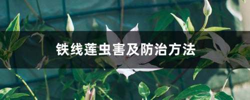 铁线莲虫害及防治方法