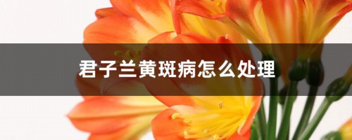 君子兰黄斑病怎么处理